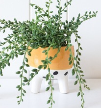 Load image into Gallery viewer, Pot/Planter - Mustard Band &amp; Spots
